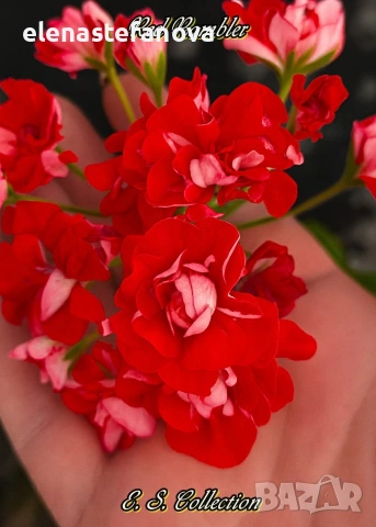 Комплект от 4 сортови мушката , снимка 4 - Стайни растения - 53830038