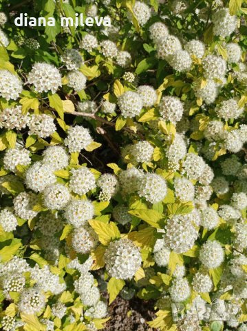 Физокарпус жълт, Physocarpus opulifolius ‘Dart’s Gold’, снимка 1