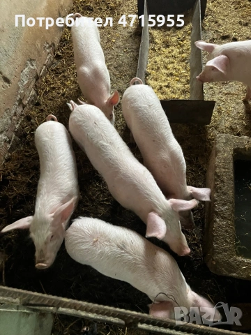 Продавам  малки прасета