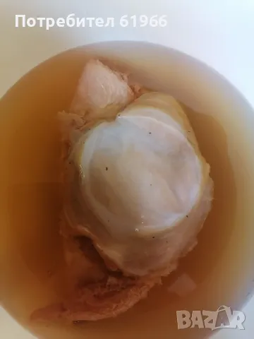 Лечебна гъба камбуча 