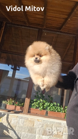 Мини Померан 