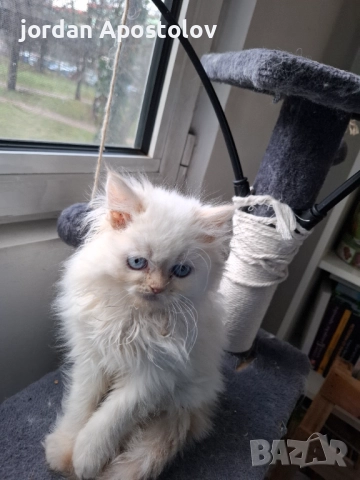 Малки,сладки и гушливи ангелчета търсят своя нов обичан дом!, снимка 4 - Персийска - 52999813