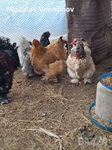 Продавам оплодени яйца от голям  кохин, снимка 4 - Кокошки и пуйки - 53650713