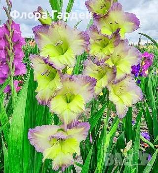 ГЛОКСИНИЯ и ГЛАДИОЛ - Грудки/ПРЕДВАРИТЕЛНИ ПОРЪЧКИ, снимка 16 - Сортови семена и луковици - 49236279