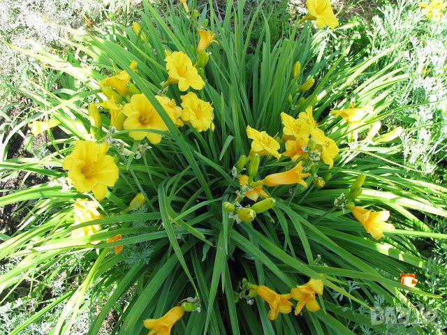 Цветя Хемерокалис – разсад за пролетно засаждане, снимка 7 - Разсади - 41683701