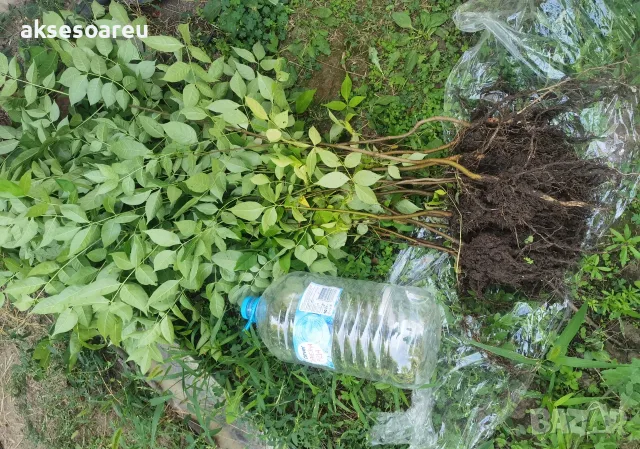 Висококачествен разсад фиданки от медоносното дърво на пчеларя Еводия Даниели (Корейска Акация), снимка 12 - Разсади - 55824366