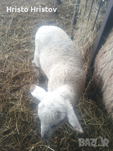 Мъжки агнета 22-25 килограма , снимка 5 - Овце - 53327822