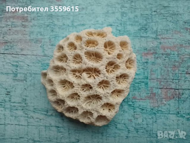 океански корал от остров Мадагаскар, снимка 1 - Декорация за дома - 40331534