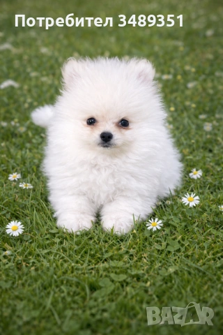 Померан,померанче 