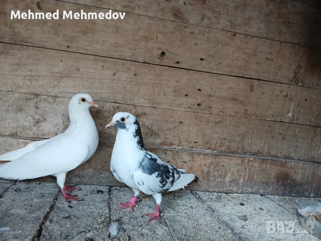 Млади кръстоски феникс и чифт смеячи, снимка 1