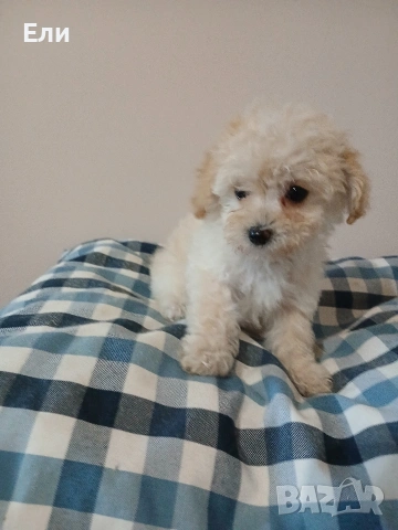Той пудел /Малтипу-момиче и момче, снимка 7 - Пудели - 53683639