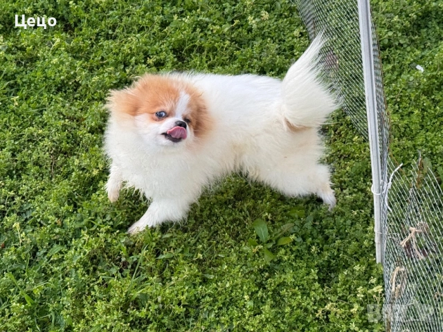 Померан момче , снимка 2 - Померан - 52790454