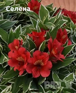 Alstroemeria Colorita Katiana – уникална пъстролистна алстромерия, снимка 3 - Градински цветя и растения - 56086764