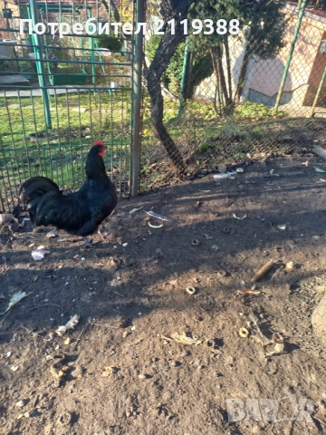 Австралорп на 7 м 2 бр, снимка 3 - Кокошки и пуйки - 52773685