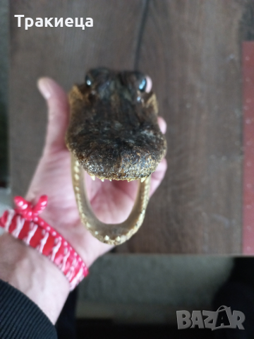 ПРЕПАРИРАН КРОКОДИЛ ГЛАВА, снимка 4 - Антикварни и старинни предмети - 44699078