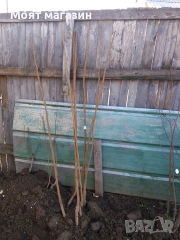 Плодни дръвчета - микс обява, снимка 5 - Градински цветя и растения - 53619194