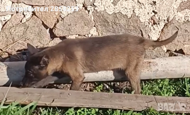 Женска малиноа 