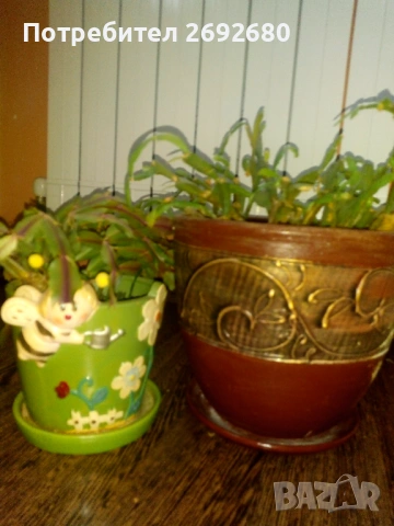  Коледничета розови+керамични саксии с подложки/цени в описанието , снимка 18 - Саксии и кашпи - 45505179