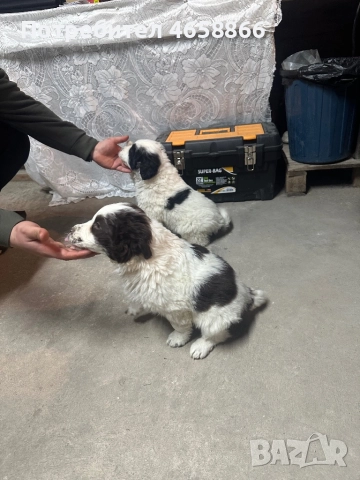 Каракачанка мъжко / женско, снимка 6 - Каракачанска овчарка - 52792375