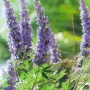 Дърво на целомъдрието (Vitex agnus castus) АВРАМОВО ДЪРВО, ВИТЕКС АГНУС КАСТУС, снимка 11