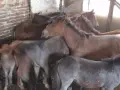 Елитни тежковози кончета, снимка 4