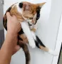 Подарявам малко котенце/ Kleine Katze zu verschenken, снимка 4