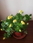 Цвете каланхое голямо, снимка 3