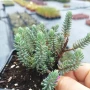 Седум „Син Смърч“, Sedum „Blue Spruce“, снимка 11