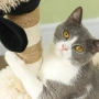 Дърво за котки PawHut, снимка 8