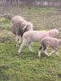 овце и агнета, снимка 7
