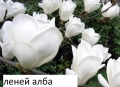 Магнолия Леней Алба - Lenei Alba Студоустойчива, снимка 2