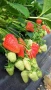 Продавам качествен разсад ягоди , снимка 5