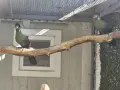 Разнообразие на плодоядни гълъби и турако, снимка 6