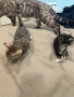 Бенгалски котенца, снимка 4