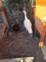 Бели пуйки на 4 месеца , снимка 2