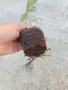 Туя Даника разсад около 20 см , снимка 3