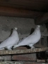 мартини (Мюслюмски бели), снимка 3