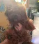 Тйи къп той пудел момченце на 5 месеца , снимка 2