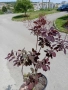 Червена Смрадлика (Cotinus coggygria 'Royal Purple'), снимка 10