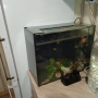 голям аквариум с рибки оборудван 50 х 40 х 24, снимка 6