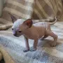 Чистокръвно коте сфинкс, снимка 8