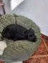 кокер шпаньол на 2 месеца момиченце, снимка 2