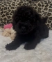 Мини пудел мини, снимка 7