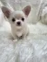 чихуахуа момченце , снимка 3
