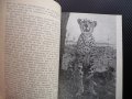 Зовът на Пипа - Джой Адамсън гепарди Африка диво хищници    , снимка 2