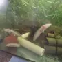 Аксолотъл//Амбистома, снимка 2