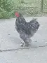 Младо петле, април , снимка 1