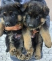 Немски овчарки , снимка 3