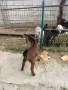  🐐 Продавам мъжки англо-нубийски ярета, снимка 14