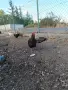 Продавам млади кокошки, снимка 3